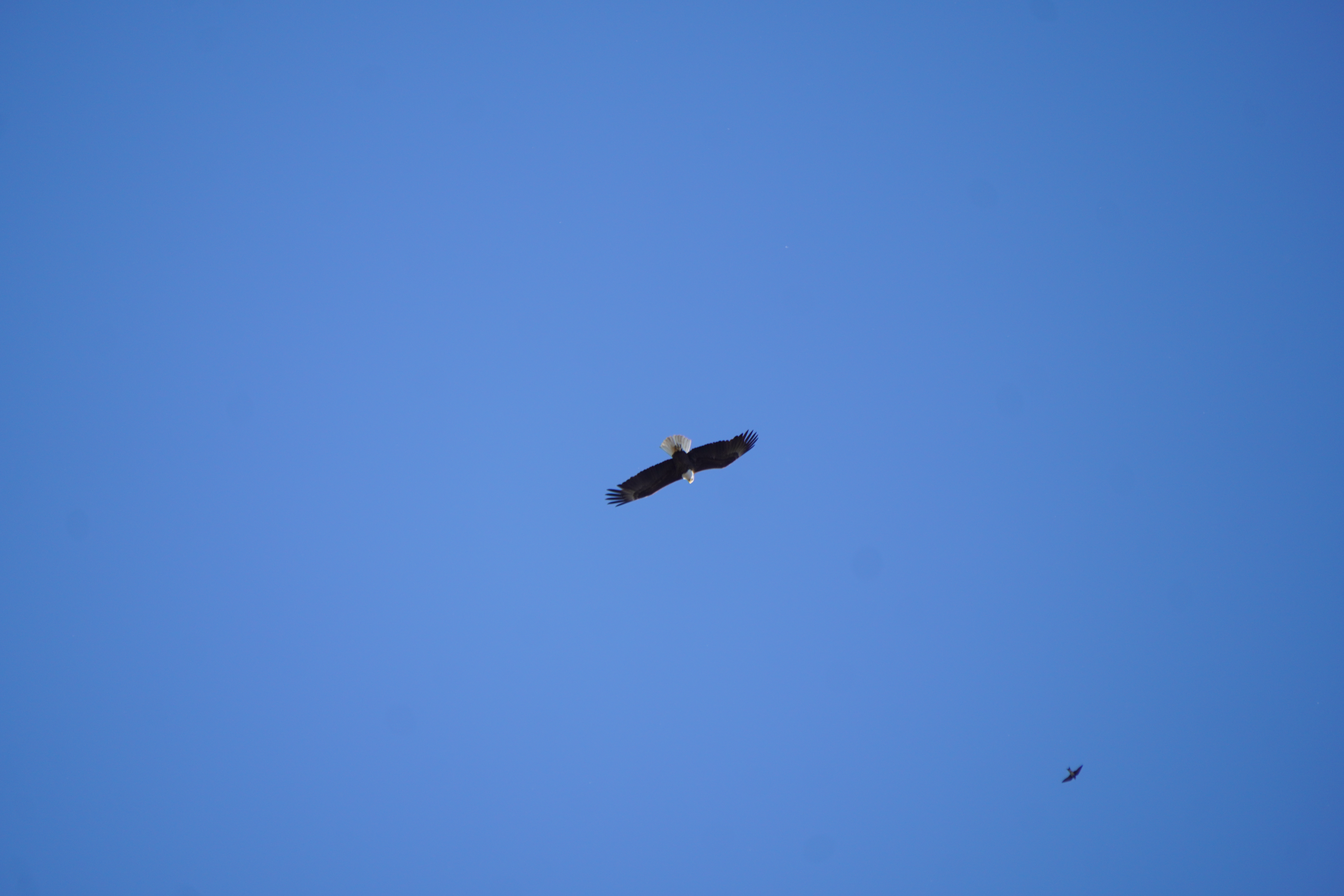Eagle picture
